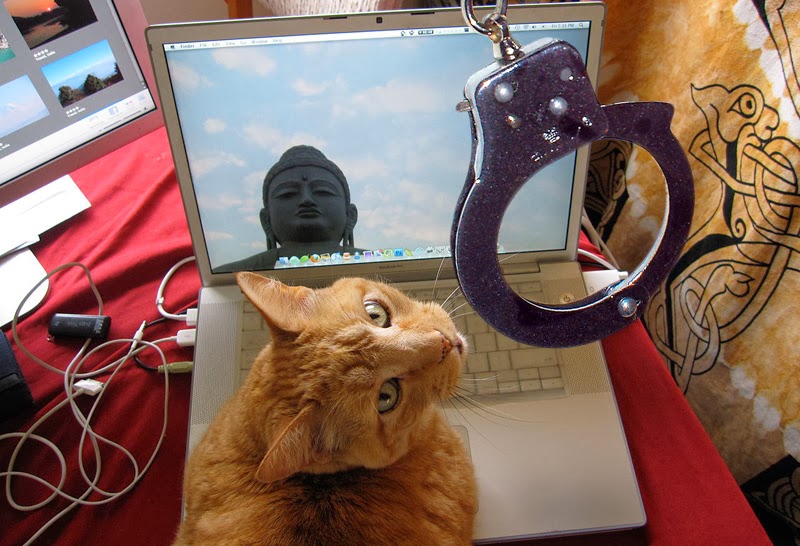 Cat arrested after using laptop