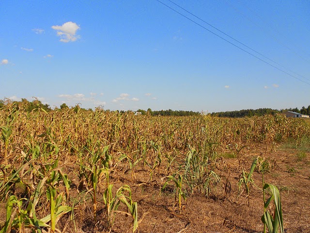 Drought - effect of El Niño