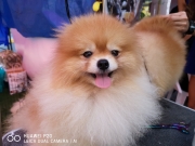 Pomeranian dog