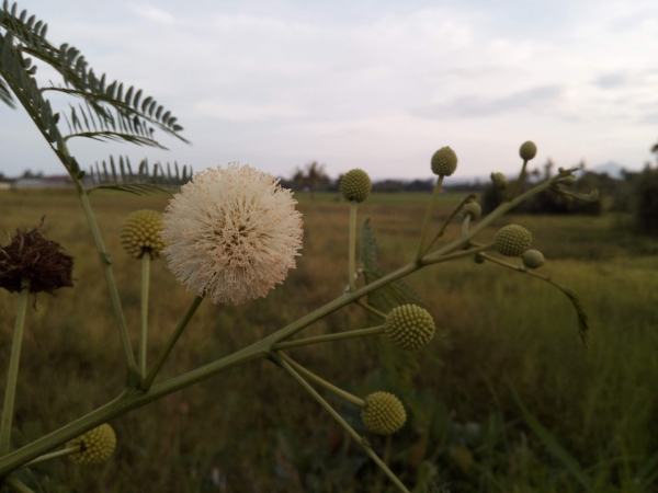 Depth of field