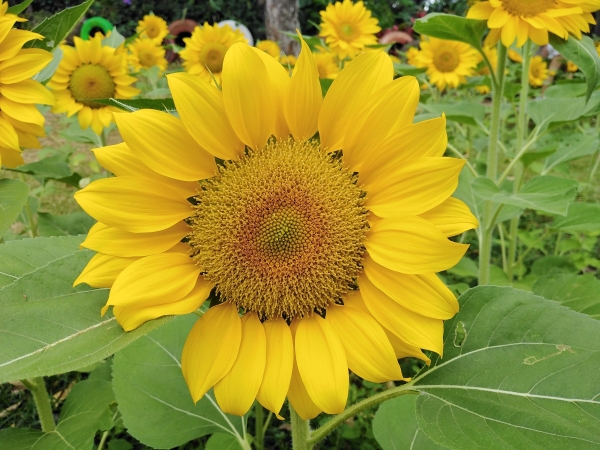 Sunflower shot using the Huawei Y7 Pro 2019.