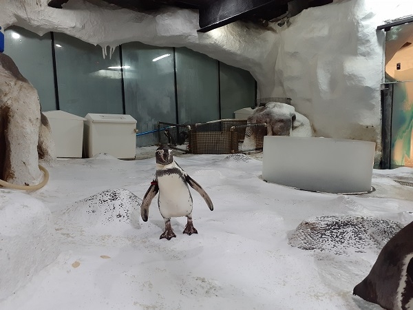 Samsung Galaxy A20 sample picture of a penguin.