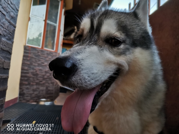 Huawei Nova 5T sample picture dog