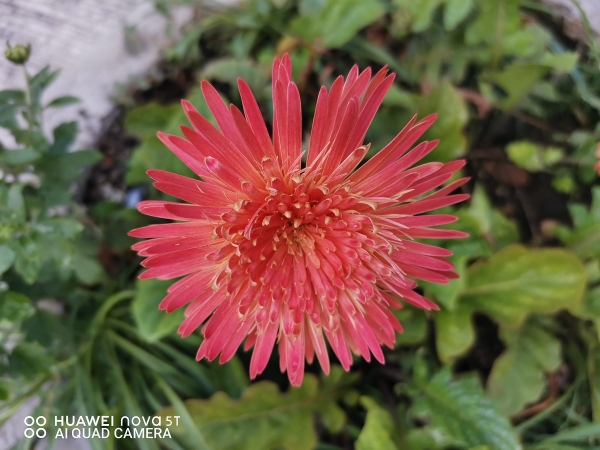 Huawei Nova 5T sample picture flower