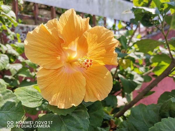 Huawei Nova 5T sample picture