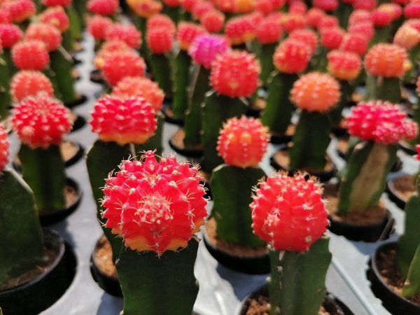 Huawei Y9s sample picture (cacti, close-up, auto mode).
