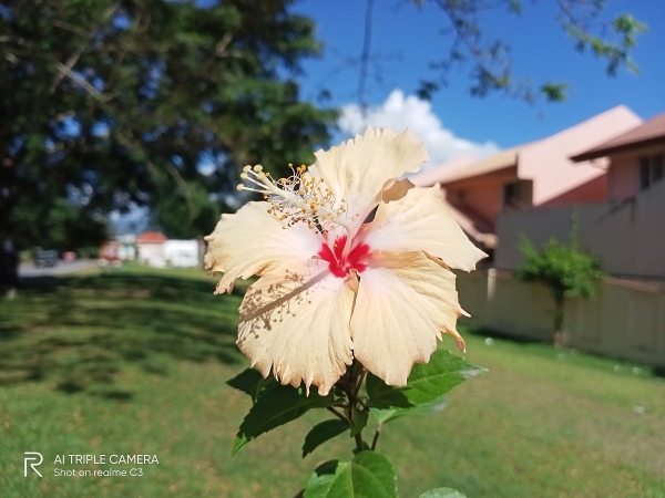 Realme C3 sample picture (flower, auto).