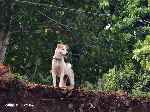 OPPO Find X2 Pro sample picture (dog, 10x zoom).