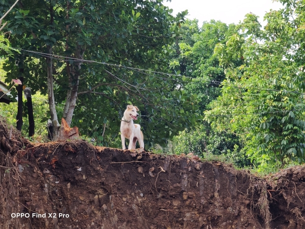 OPPO Find X2 Pro sample picture (dog, 5x zoom).