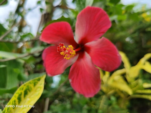 OPPO Find X2 Pro sample picture (flower, normal).