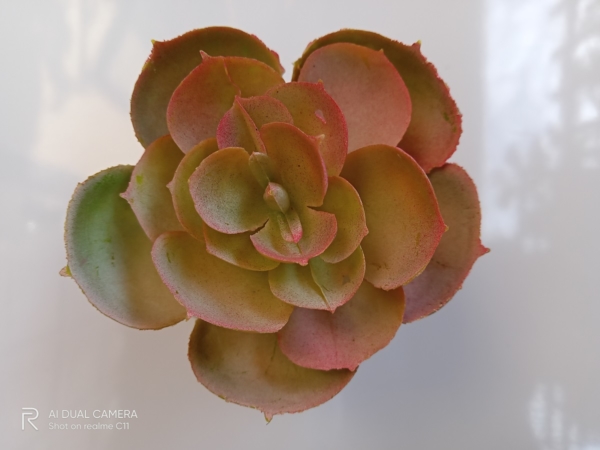 realme C11 sample picture (fake succulent, auto).