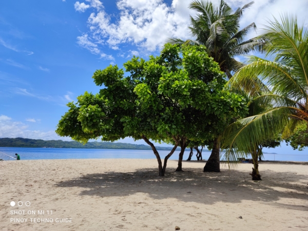 Xiaomi-Mi-11-sample-picture-beach-tree