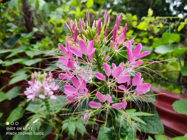 Xiaomi Mi 11 sample picture of a flower.