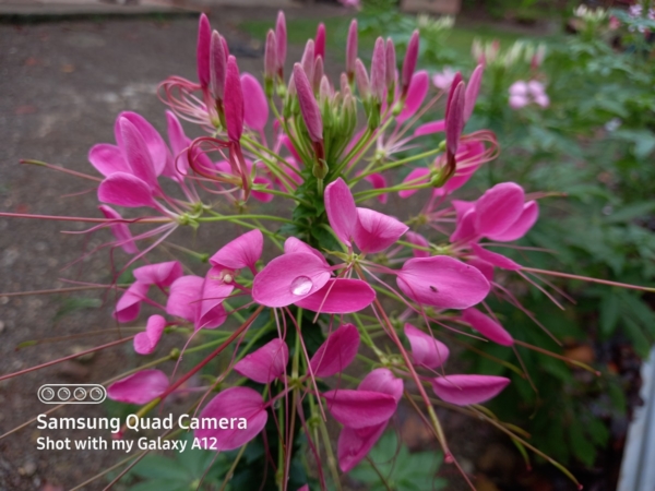 ภาพตัวอย่าง Samsung Galaxy A12 (ดอกไม้)