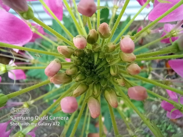 Samsung Galaxy A12 sample picture (macro camera).