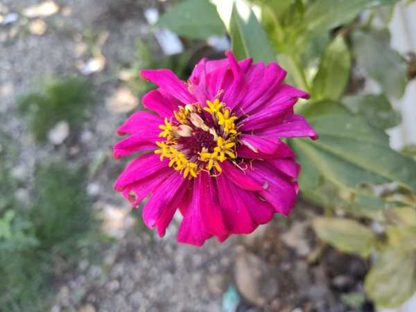 Huawei MatePad 11 sample picture (rear camera, flower).