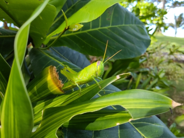 Huawei MatePad 11 sample picture (grasshopper, rear camera).