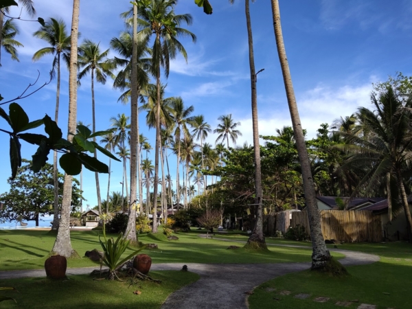 Huawei MatePad 11 sample picture (coconut trees, rear camera).