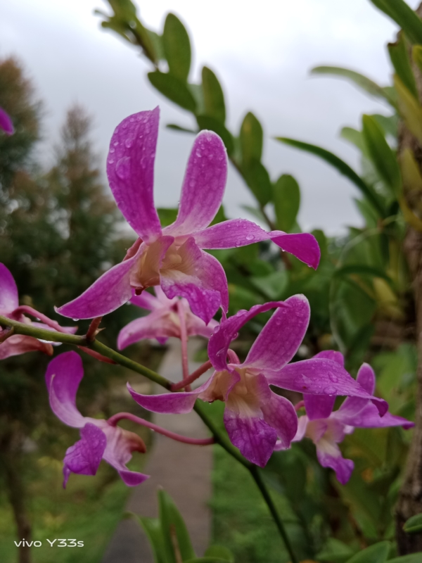 Flower with morning dew | vivo Y33s