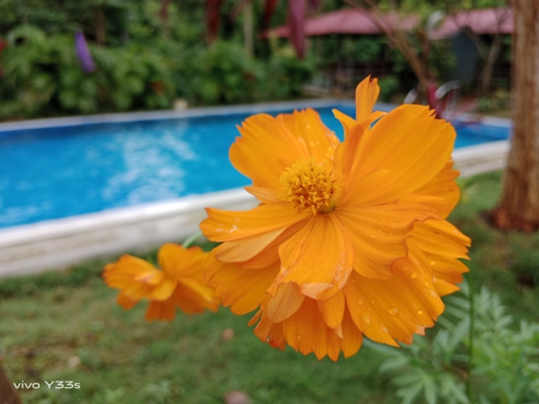 Flower with swimming pool in the background | vivo Y33s