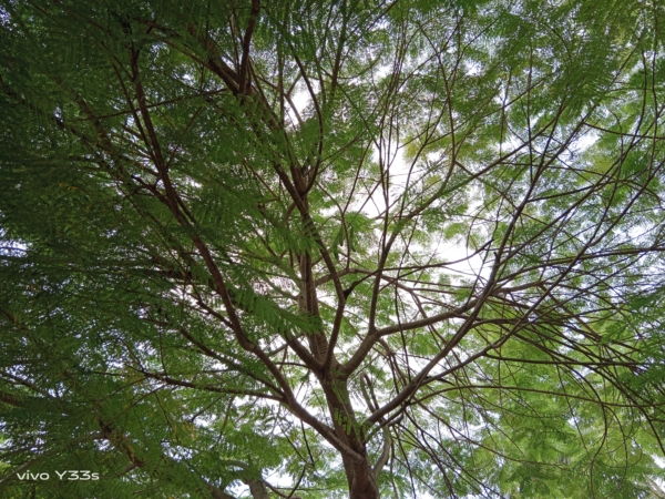 Tree with backlight HDR effect | vivo Y33s