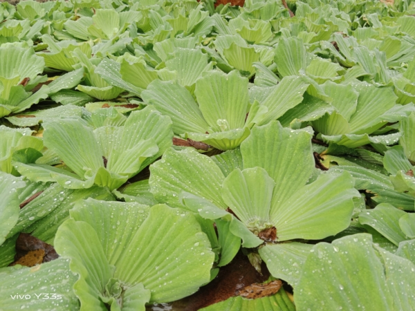 Water lettuce | vivo Y33s