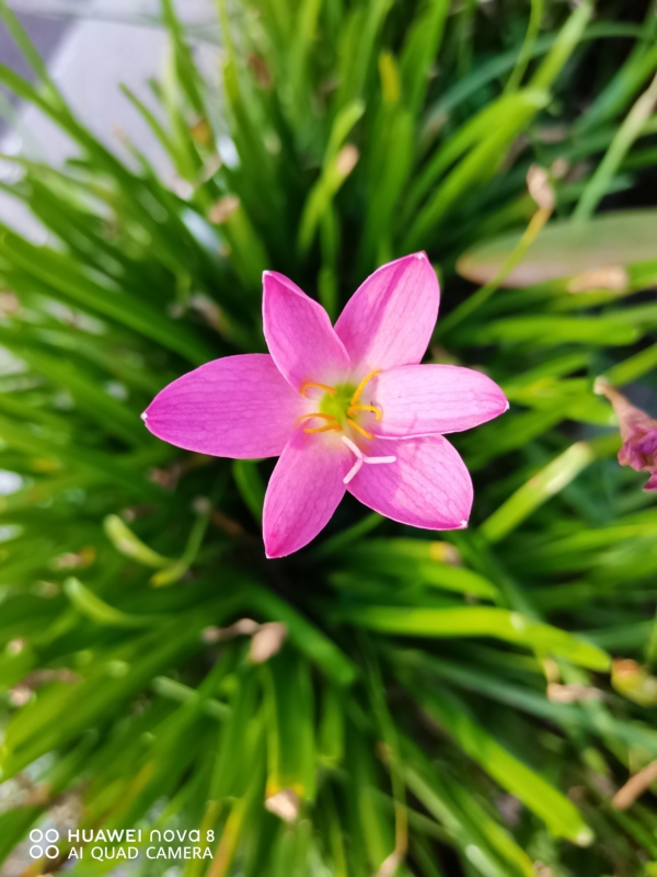 Up close with a flower | Huawei nova 8