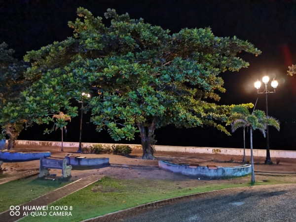 Tree in low light (night mode not used) | Huawei nova 8