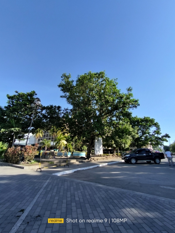 Tree ultra-wide - realme 9 sample picture