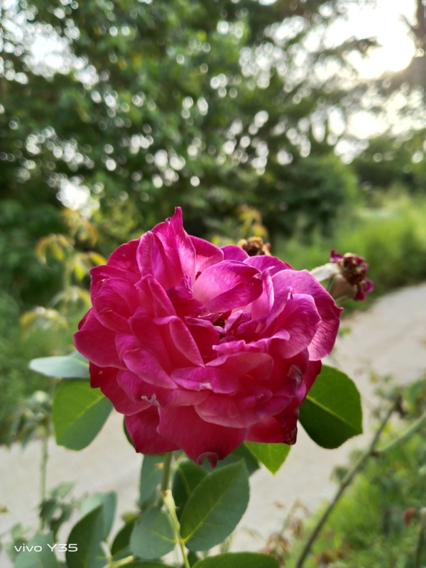 vivo Y35 sample picture (50MP rear camera)