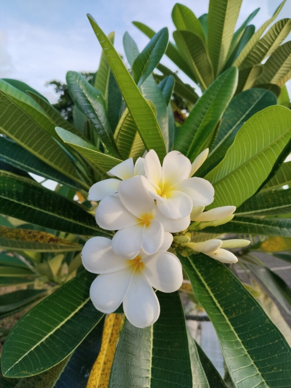 vivo Y29 sample picture