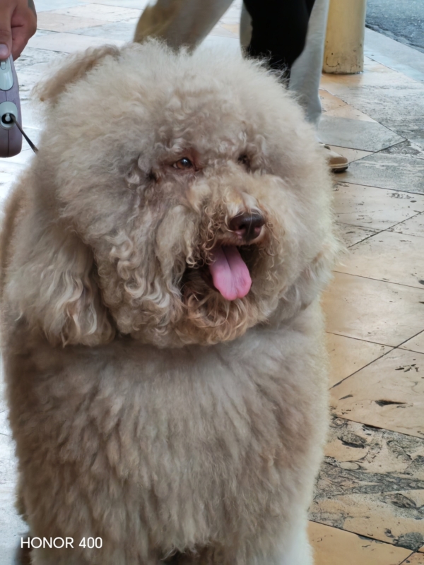 HONOR 400 5G sample picture
