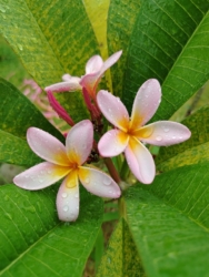 HONOR X7d sample picture