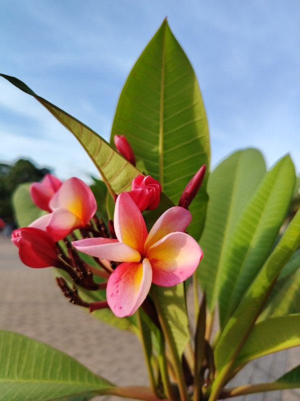 HONOR-X9d-5G-sample-picture