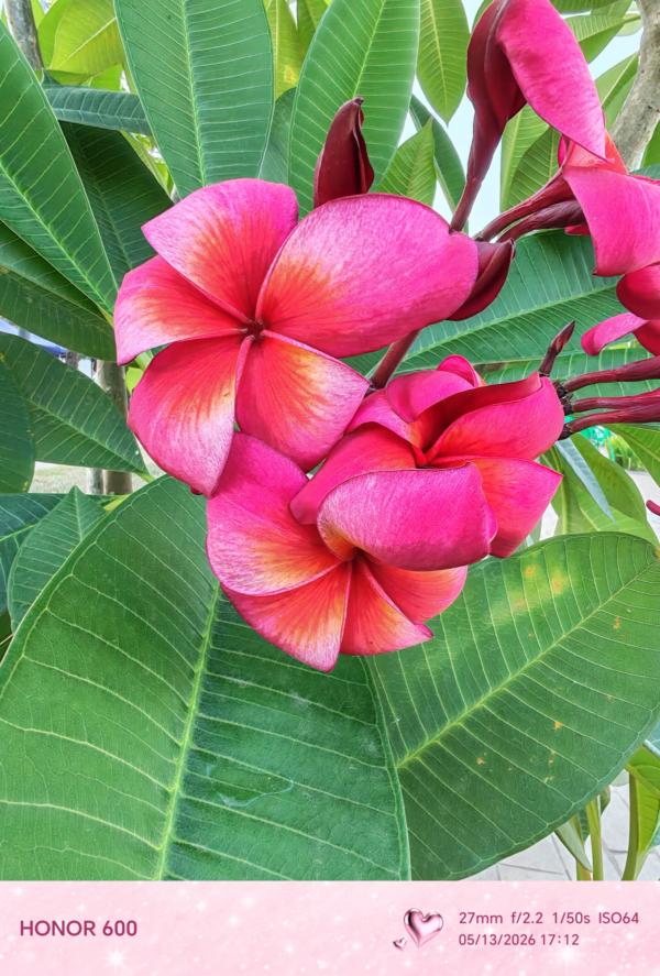 HONOR-600-sample-picture-flower